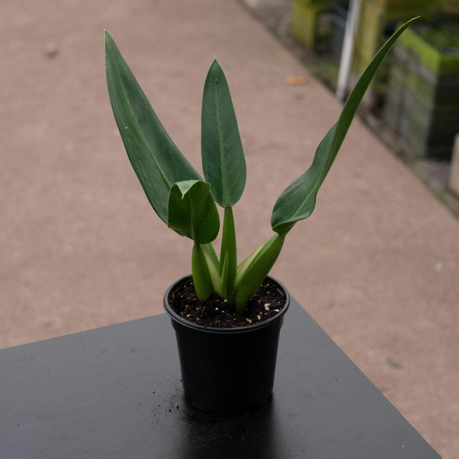 Felco Shop -Felco Shop gabriella plants philodendron martianum fat boy 4