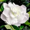 Gardenia True Love