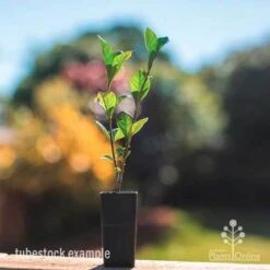 Felco Shop -Felco Shop gardenia truelove