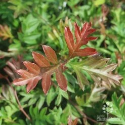 Grevillea Gaudichaudii 14 Grevillea Gaudichaudii -Felco Shop gaudichadi grevillea leaf colour