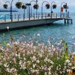 Gaura White -Felco Shop gaura sea