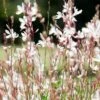 Gaura White
