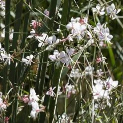 Gaura White -Felco Shop gaura white plants