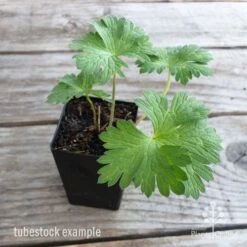 Geranium Rozanne 10 Geranium Rozanne -Felco Shop geranium rozanne tubestock