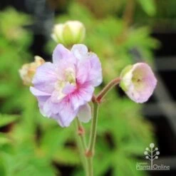 Geranium Summer Skies 7 Geranium Summer Skies -Felco Shop geranium summer skies closeup