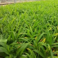 Zingiber - Edible Ginger -Felco Shop ginger plugs 500