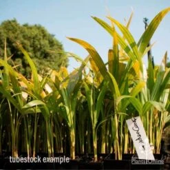 Golden Cane Palm - Dypsis 5 Golden Cane Palm - Dypsis -Felco Shop golden cane tube 2