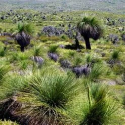 Xanthorrhoea - Grass Tree -Felco Shop grass tree landscape 2