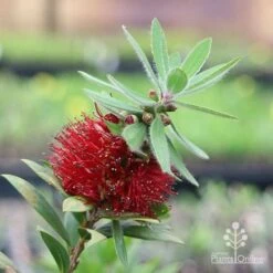 Callistemon Green John -Felco Shop green john flowering
