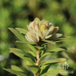 Callistemon Green John -Felco Shop green john new growth