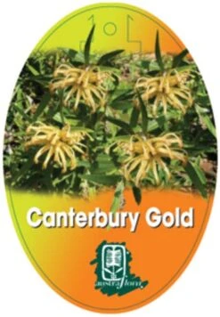 Grevillea Canterbury Gold 16 Grevillea Canterbury Gold -Felco Shop grevillea canterbury gold 208x300 1