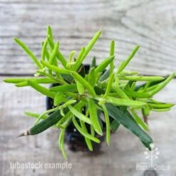 Grevillea Charlie's Angel -Felco Shop grevillea charlies angel leaf 1