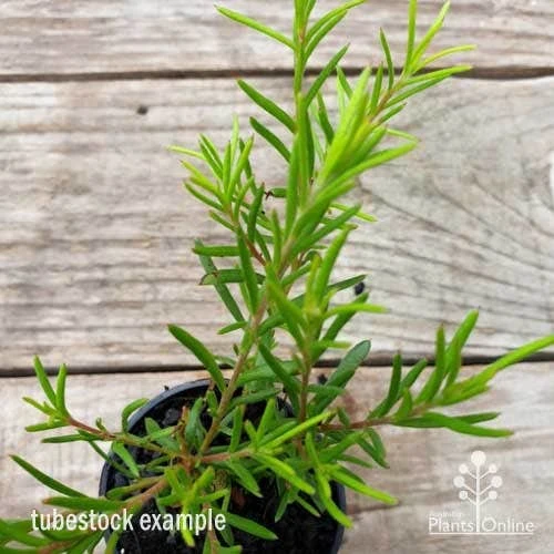 Grevillea Cherry Ripe 2 Grevillea Cherry Ripe - Image 2