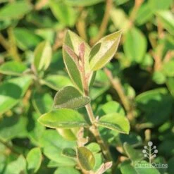 Grevillea Deua Flame -Felco Shop grevillea deua flame foliage