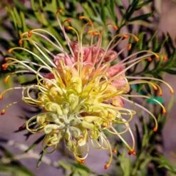 Grevillea Lemon Baby -Felco Shop grevillea for lemon baby