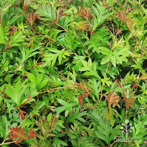 Grevillea Gaudichaudii 2 Grevillea Gaudichaudii - Image 2