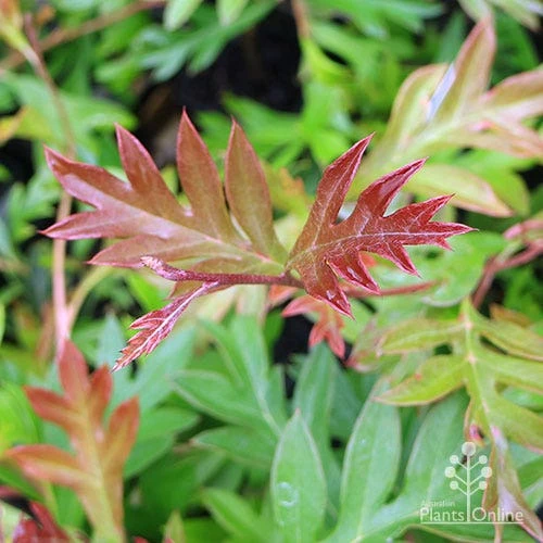 Grevillea Gaudichaudii 5 Grevillea Gaudichaudii - Image 5