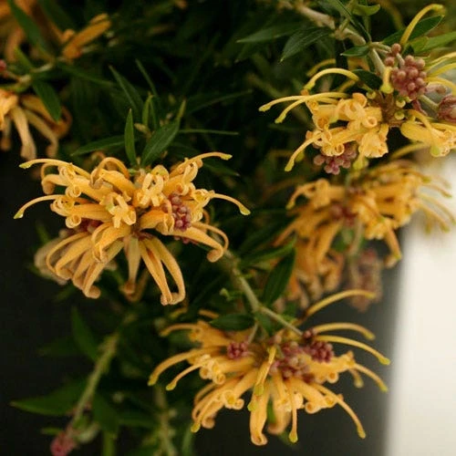 Grevillea Sunkissed 4 Grevillea Sunkissed - Image 4