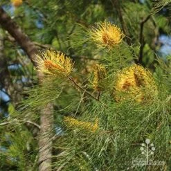 Grevillea Honey Gem -Felco Shop grevillea honey gem nursery