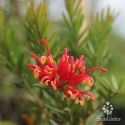 Grevillea Knockout -Felco Shop grevillea knockout flower
