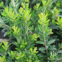 Grevillea Knockout -Felco Shop grevillea knockout foliage 1