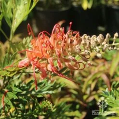 Grevillea Little Robyn -Felco Shop grevillea little robyn sunshine