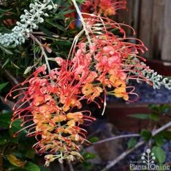 Grevillea Ned Kelly 23 Grevillea Ned Kelly -Felco Shop grevillea ned kelly 1