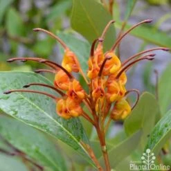 Grevillea Orange Marmalade -Felco Shop grevillea orange marmalade flower 1