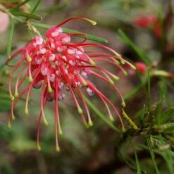 Grevillea Silk Carpet -Felco Shop grevillea pinaster flickr tatters