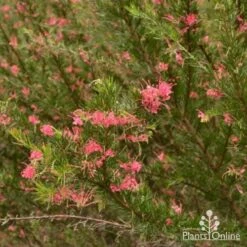Grevillea Pink Pearl -Felco Shop grevillea pink pearl shrub