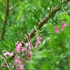 Grevillea Pink Pearl -Felco Shop grevillea pink pearl close stem apo