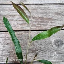 Grevillea Raptor 11 Grevillea Raptor -Felco Shop grevillea raptor 2