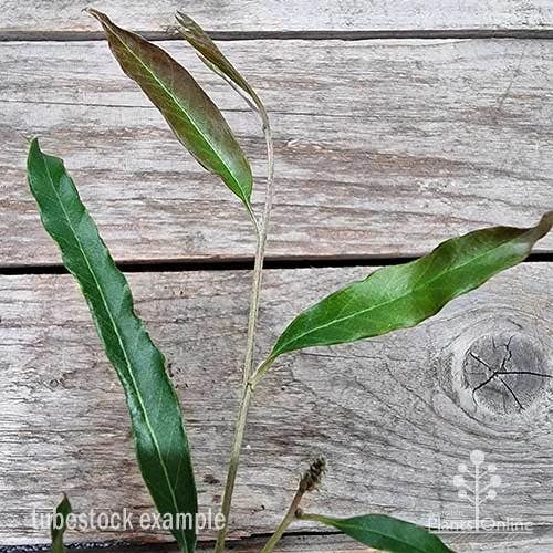 Grevillea Raptor 6 Grevillea Raptor - Image 6