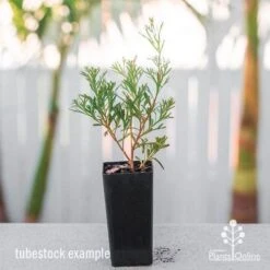 Grevillea Red Wings -Felco Shop grevillea red wings tube