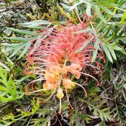 Grevillea Strawberry Sundae -Felco Shop grevillea strawberry sundae 1