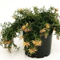 Grevillea Sunkissed 8 Grevillea Sunkissed -Felco Shop grevillea sunkissed 500