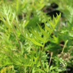 Grevillea Superb -Felco Shop grevillea superb leaf