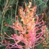 Grevillea Superb