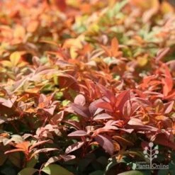 Nandina Gulf Stream -Felco Shop gulf stream autumn