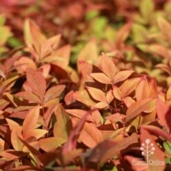Nandina Gulf Stream -Felco Shop gulf stream foliage