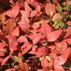 Nandina Gulf Stream -Felco Shop gulfstream foliage