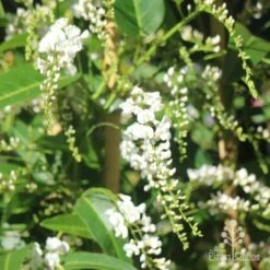 Hardenbergia Snow White - White Coral Pea -Felco Shop hardenbergia white sun nambour
