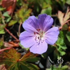 Geranium Rozanne 12 Geranium Rozanne -Felco Shop hardy geranium rozanne