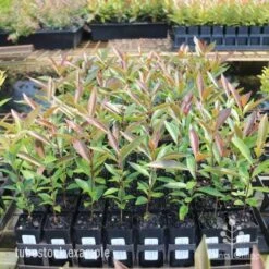 Acmena Hemilampra - Blush Satinash -Felco Shop hemilampra tubestocks