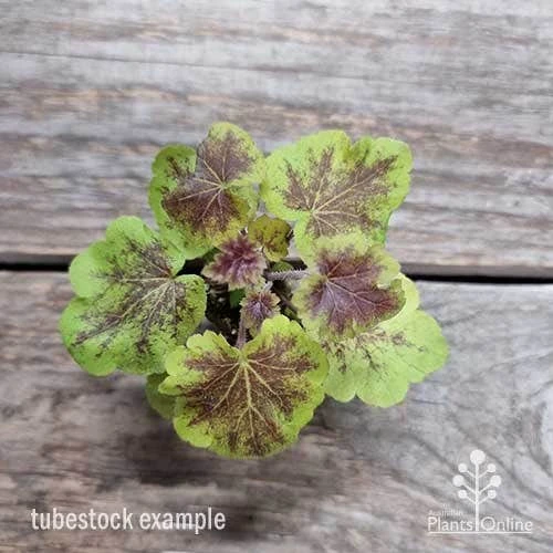 Heucherella Solar Eclipse - Foamy Bells 11 Heucherella Solar Eclipse - Foamy Bells - Image 11