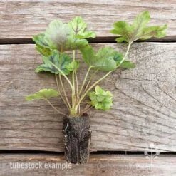 Heucherella Tapestry - Foamy Bells -Felco Shop heucherella tapestry 2 edited 1