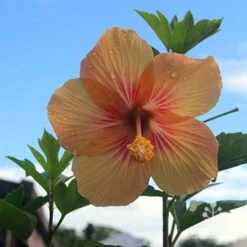 Hibiscus Popsicle -Felco Shop hibiscus popsicle backlit