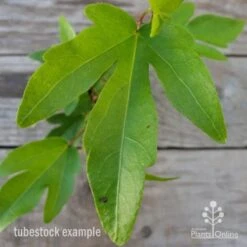 Hibiscus Popsicle -Felco Shop hibiscus popsicle leaf 1