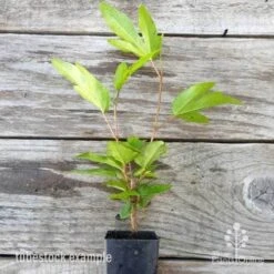 Hibiscus Popsicle -Felco Shop hibiscus popsicle tube 500 1