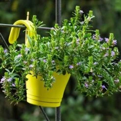 Scaevola Purple Fanfare - Fan Flower -Felco Shop hook planter scaevola